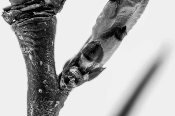 Makroaufnahme Eines Zweiges Mit Knospen — Stockfoto