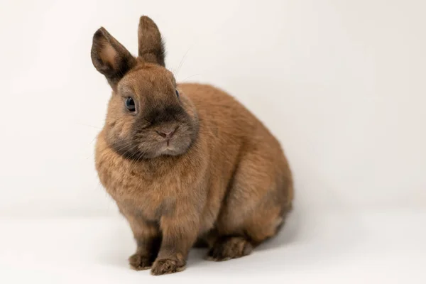 Närbild Brun Dvärgkanin — Stockfoto