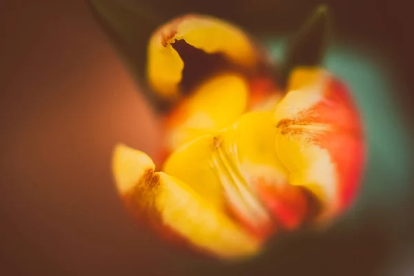 Eine Selektive Fokusaufnahme Der Schönen Gelben Und Roten Tulpe — Stockfoto