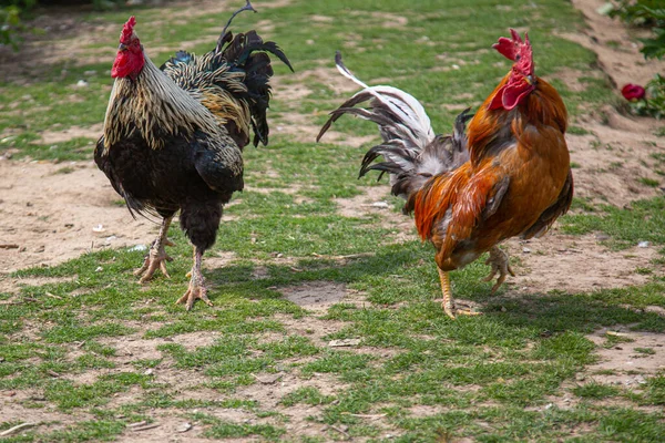 Tiro Dois Galos Com Raiva Com Penas Multicoloridas Andando Fora — Fotografia de Stock