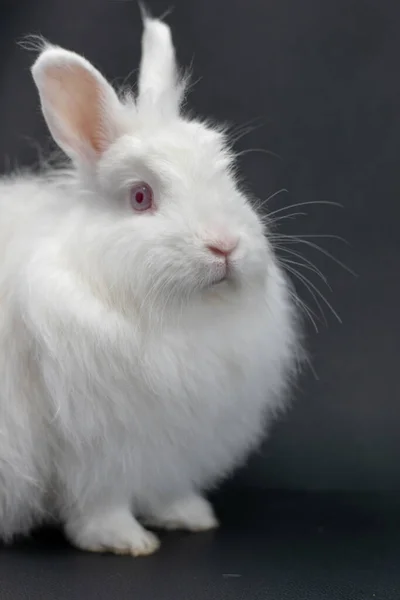 Beyaz Angora Tavşanının Dikey Görüntüsü — Stok fotoğraf