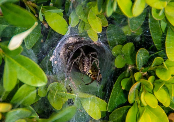 Selektivní Záběr Pavouka Vstupujícího Díry — Stock fotografie