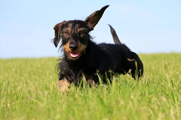 Salchicha Adorable Corriendo Cámara Campo — Foto de Stock