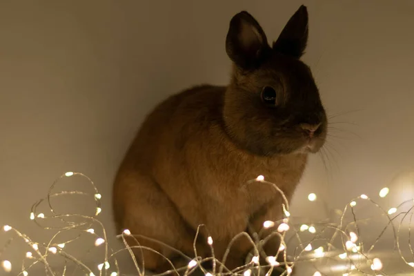 Primer Plano Conejo Marrón Esponjoso Junto Las Luces Navidad —  Fotos de Stock