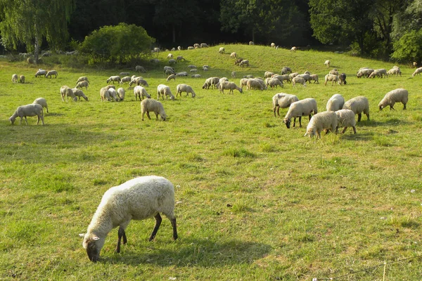 Närbild Flock Får Som Äter Gräs — Stockfoto