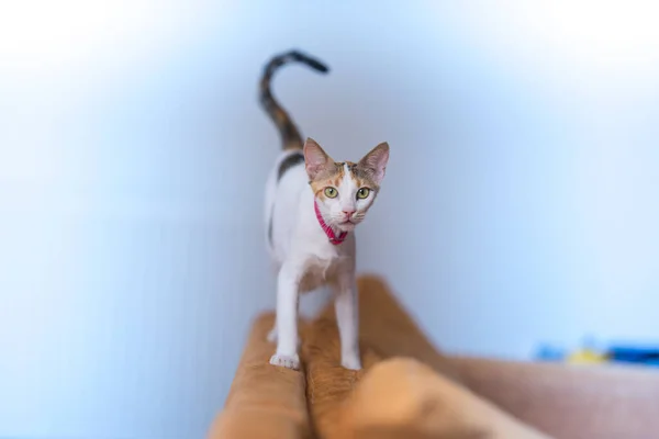 Nahaufnahme Einer Katze Die Auf Einer Couch Wohnzimmer Steht — Stockfoto