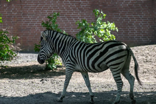 Nahaufnahme Eines Einzelnen Stehenden Zebras Zoo — Stockfoto