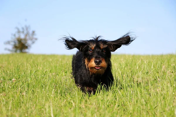 Adorable Dachshund Running Camera Field — Stock Photo, Image