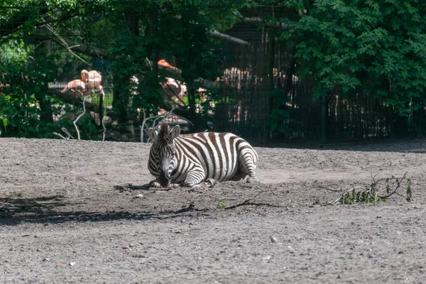 Ein Boden Liegendes Zebra Zoo — Stockfoto