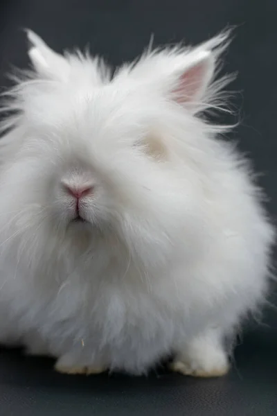 Крупним Планом Знімок Білого Кролика Ангор — стокове фото