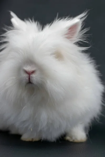 Primer Plano Conejo Angora Blanca —  Fotos de Stock