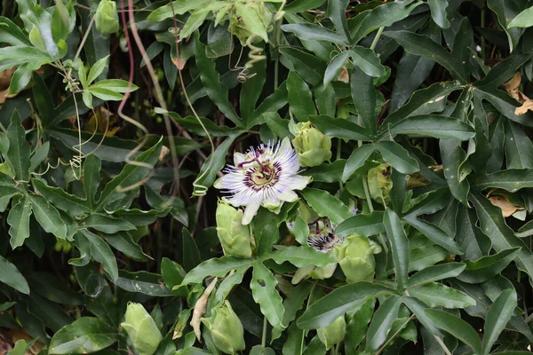 一种爬山的带有种子和花朵的白色无性系植物 — 图库照片