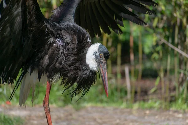 Gros Plan Une Cigogne Cou Laineux Ciconia Episcopus Sur Terre — Photo