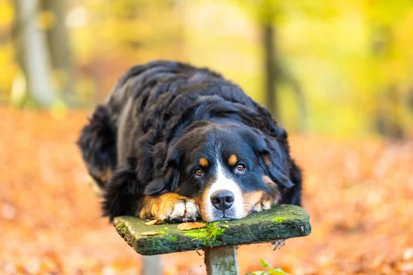 Ostry Czarny Berneński Pies Górski Leżący Meczetowym Drewnie Gapiący Się — Zdjęcie stockowe