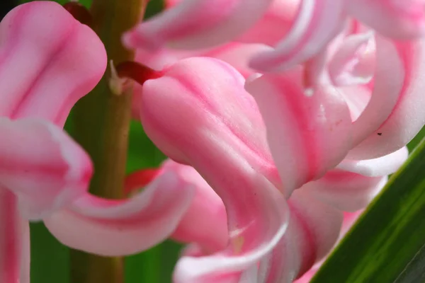 Une Mise Point Sélective Une Fleur Jacinthe Rose — Photo