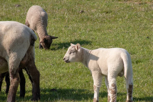 緑の野の子羊の放牧 — ストック写真