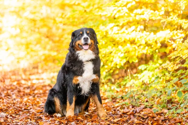 Uno Scatto Selettivo Simpatico Cane Montagna Bernese Parco — Foto Stock