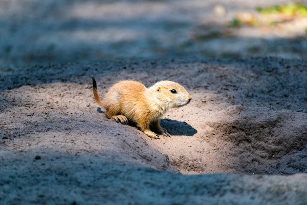 Beautiful Shot Prairie Dog Sand — Stock Photo, Image