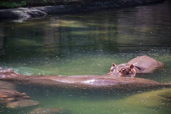 動物園の水の中で巨大なカバの水泳の閉鎖 — ストック写真