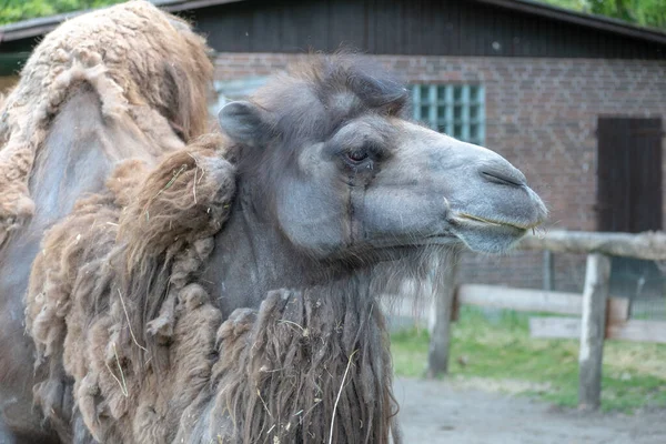 Großaufnahme Eines Baktrischen Kamels Zoo Bei Tageslicht — Stockfoto