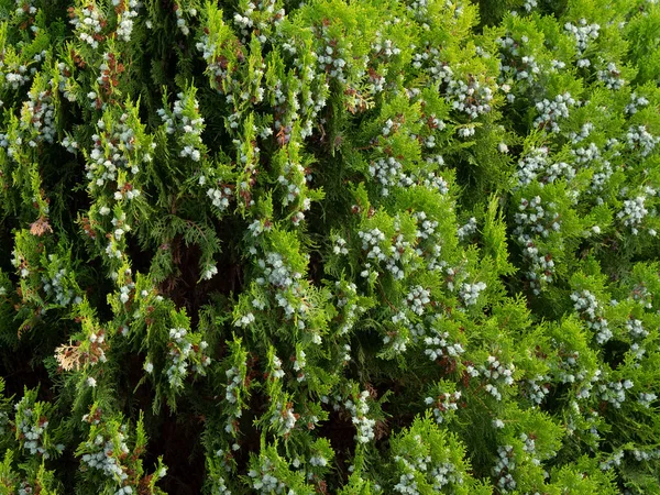 Closeup Shot Platycladus Tree Branches Fruit Perfect Wallpaper — Stock Photo, Image