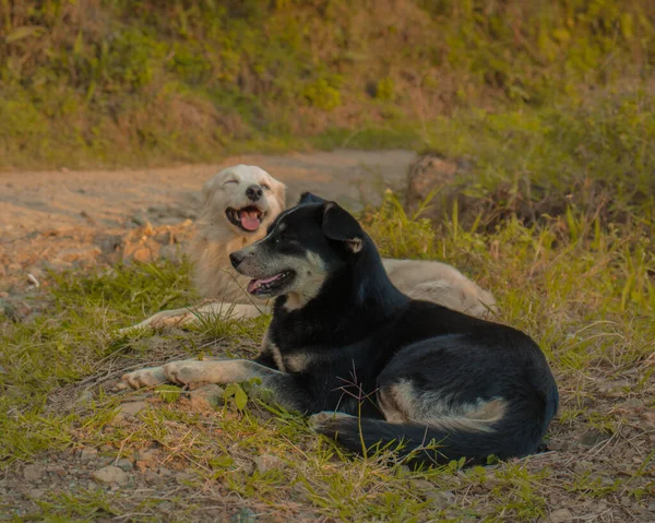 Lähikuva Kahdesta Koirasta Nauttimassa Päivästä Ulkona Makaamassa Ruohikolla — kuvapankkivalokuva