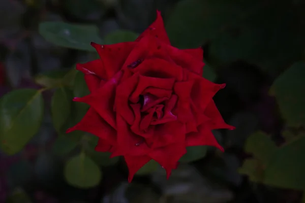 Une Vue Dessus Rose Rouge Magnifiquement Fleurie Dans Jardin — Photo