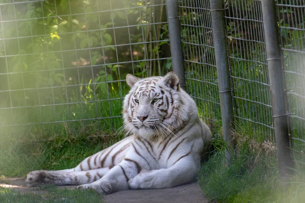 Tigre Listrado Branco Zoológico — Fotografia de Stock
