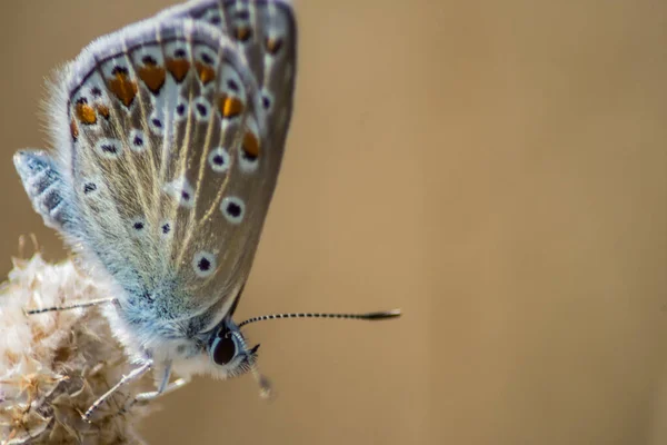 Výběr Záběru Chapmanova Modrého Motýla — Stock fotografie