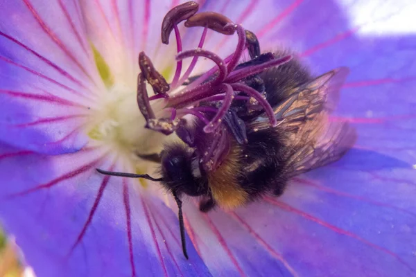 庭の花から花粉を集めるミツバチのクローズアップ — ストック写真