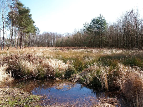 Ein Winziger See Auf Einer Sonnigen Lichtung Spätherbst Wald — Stockfoto