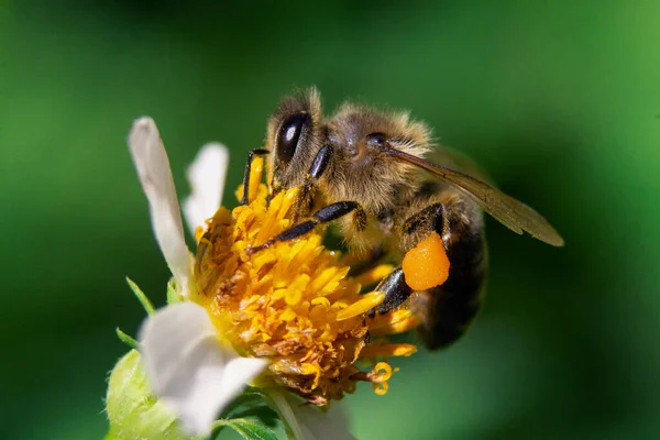 Egy Közeli Kép Egy Méhről Egy Kamillavirágon — Stock Fotó
