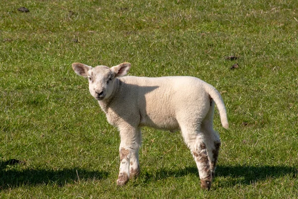 Närbild Ett Lamm Ett Fält — Stockfoto