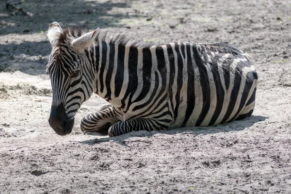 Nahaufnahme Eines Zebras Das Bei Tageslicht Einem Zoo Auf Dem — Stockfoto