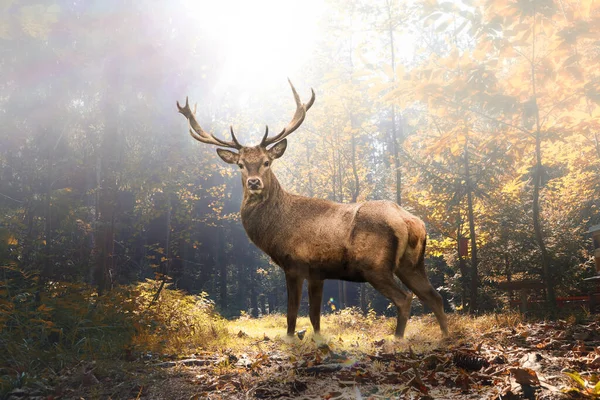 Vacker Bild Älg Som Står Skogen Den Skinande Solen Hösten — Stockfoto