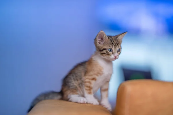 Eine Nahaufnahme Von Einem Sehr Niedlichen Kätzchen Auf Dem Sofa — Stockfoto