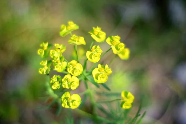 Tiro Close Uma Pequena Flor Amarela Com Fundo Borrado — Fotografia de Stock