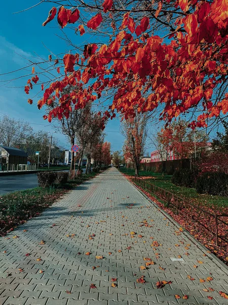 Eine Senkrechte Aufnahme Von Bürgersteig Umgeben Von Bäumen Unter Dem — Stockfoto
