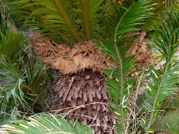 Een Close Shot Van Een Palm Boom — Stockfoto