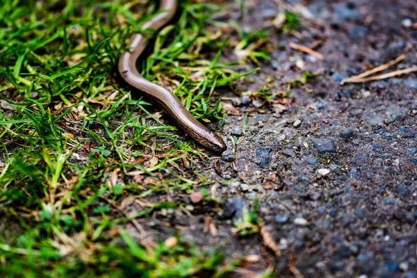森林里蠕虫的高角镜头 — 图库照片