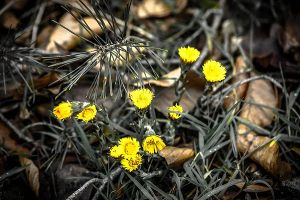 Płytkie Ujęcie Ostrości Żółtych Kwiatów Rozmytym Tle — Zdjęcie stockowe