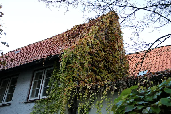 Eine Flache Aufnahme Von Einem Alten Hausdach Das Mit Pflanzen — Stockfoto