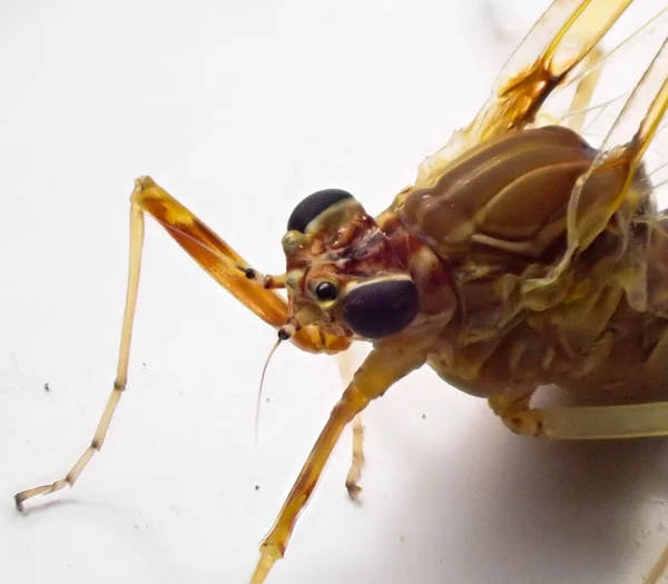 Nahaufnahme Eines Isonychia Bicolor Insekts Auf Einer Weißen Oberfläche — Stockfoto