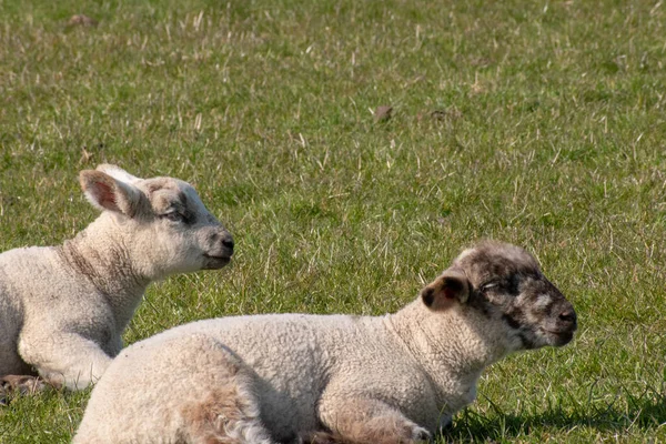 Die Lämmer Sitzen Auf Grünem Gras — Stockfoto