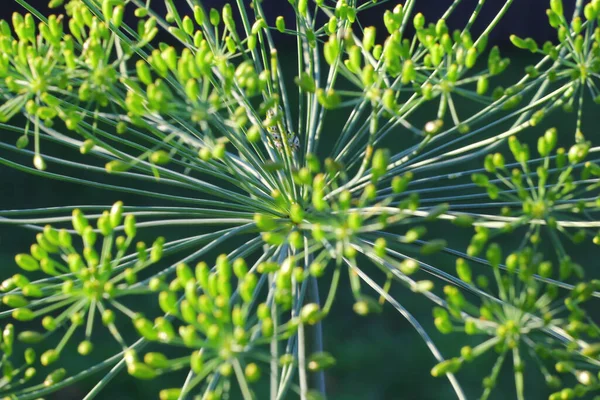 Closeup Shot Blooming Green Dill Plant Royalty Free Stock Images