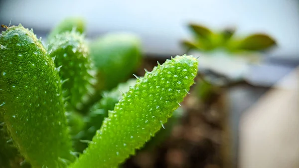 Eine Selektive Fokusaufnahme Eines Blühenden Kaktus — Stockfoto