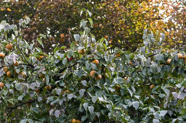 Árbol Frutos Caqui — Foto de Stock