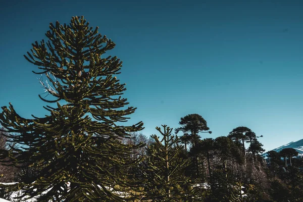 Een Prachtig Landschap Van Een Besneeuwd Bos Met Veel Bomen — Stockfoto