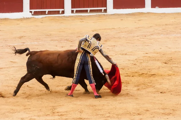 Plasencia Hiszpania Czerwca 2015 Walka Byków Matadora Sebastiana Castelli Plaza — Zdjęcie stockowe