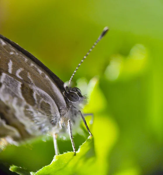 Detailní Záběr Motýla Zelených Rostlinách Rozmazaným Pozadím — Stock fotografie